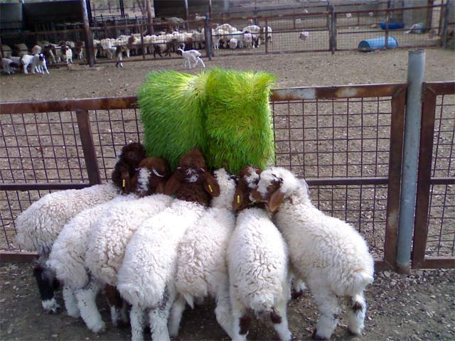 تعلیف گوسفندان از علوفه هیدروپونیک